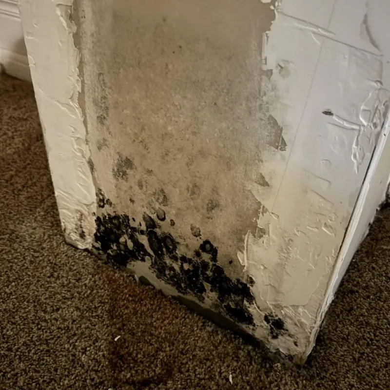 Professional Mold Removal in Grafton, ND